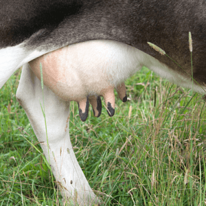 Hranjenje dojenčka - spodbujali so jih, da sesajo direktno živalske seske.